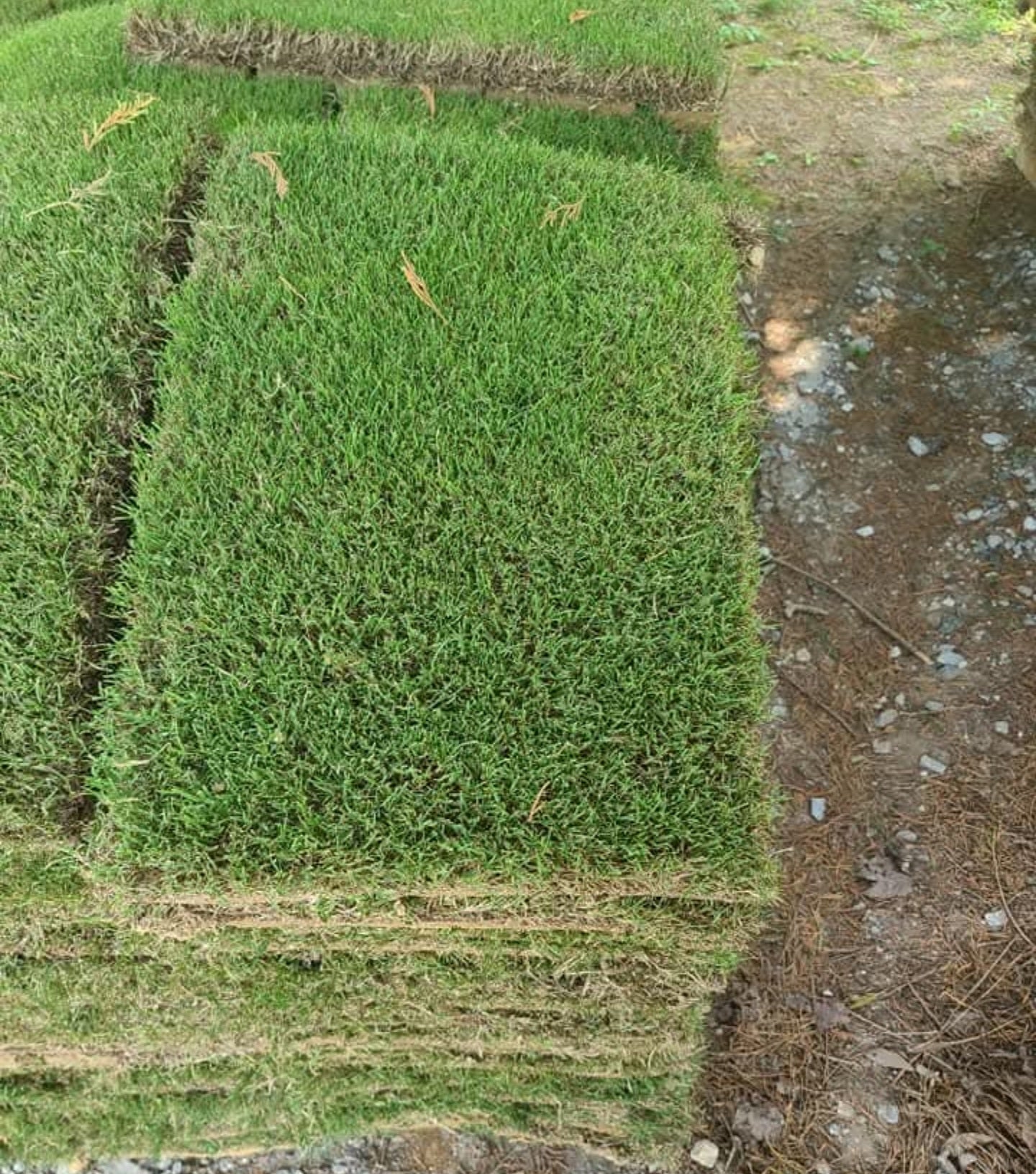 MEYER ZOYSIA SOD (THICK BLADE) PALLET